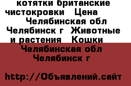 котятки британские чистокровки › Цена ­ 10 000 - Челябинская обл., Челябинск г. Животные и растения » Кошки   . Челябинская обл.,Челябинск г.